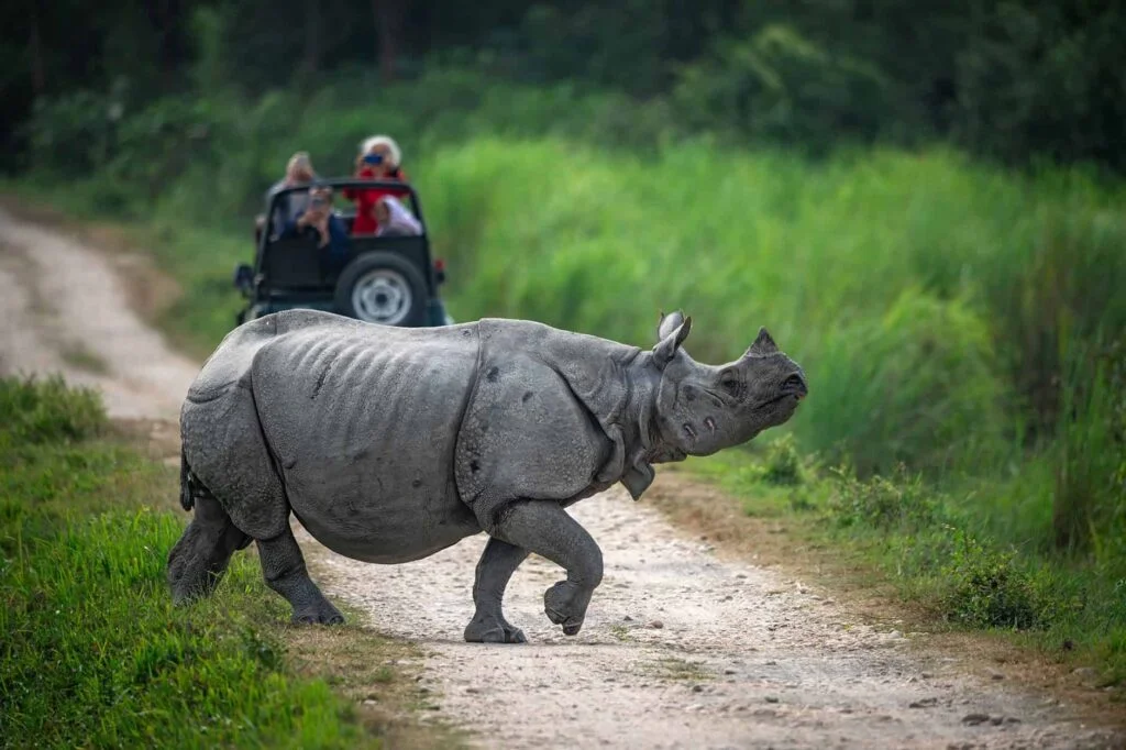 BEST TIME TO VISIT DUDHWA NATIONAL PARK