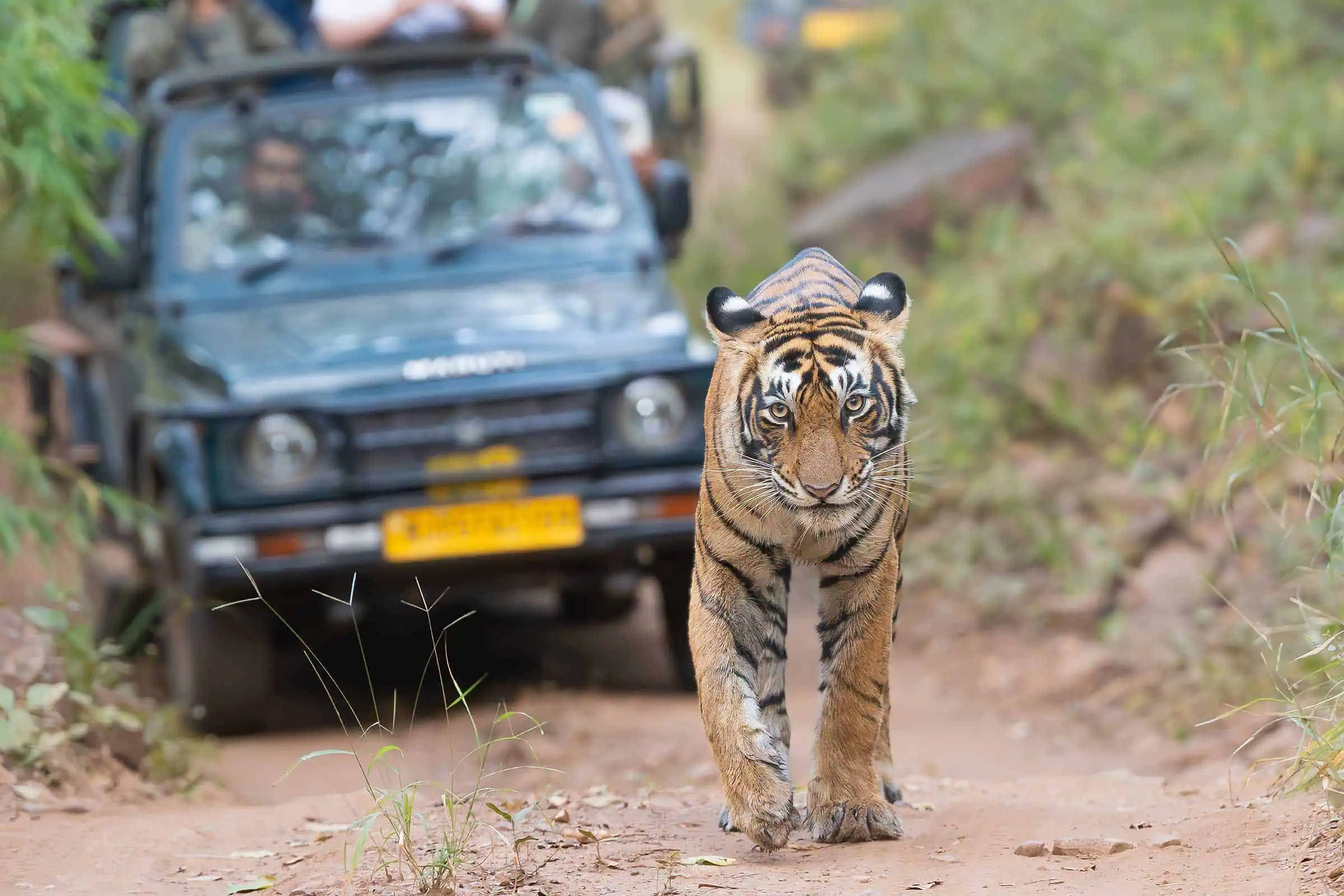 DUDHWA NATIONAL PARK TOUR PACKAGES